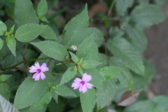 Impatiens gardneriana